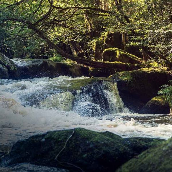 Partez à la découverte de la faune et de la flore d'une rivière exceptionnelle